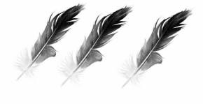 13382178_1027171694019179_1742117428_n