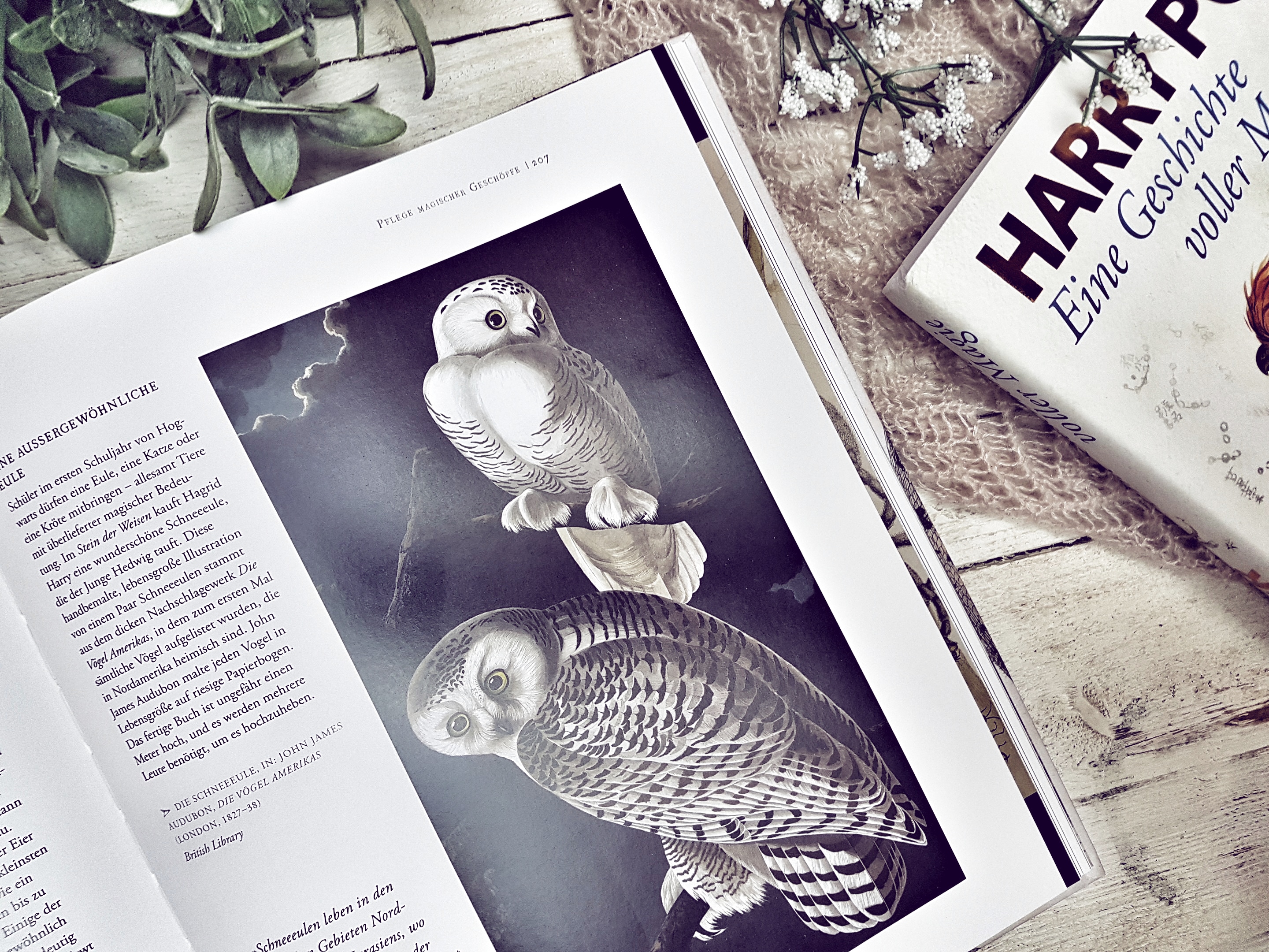 Harry Potter Eine Geschichte voller Magie3