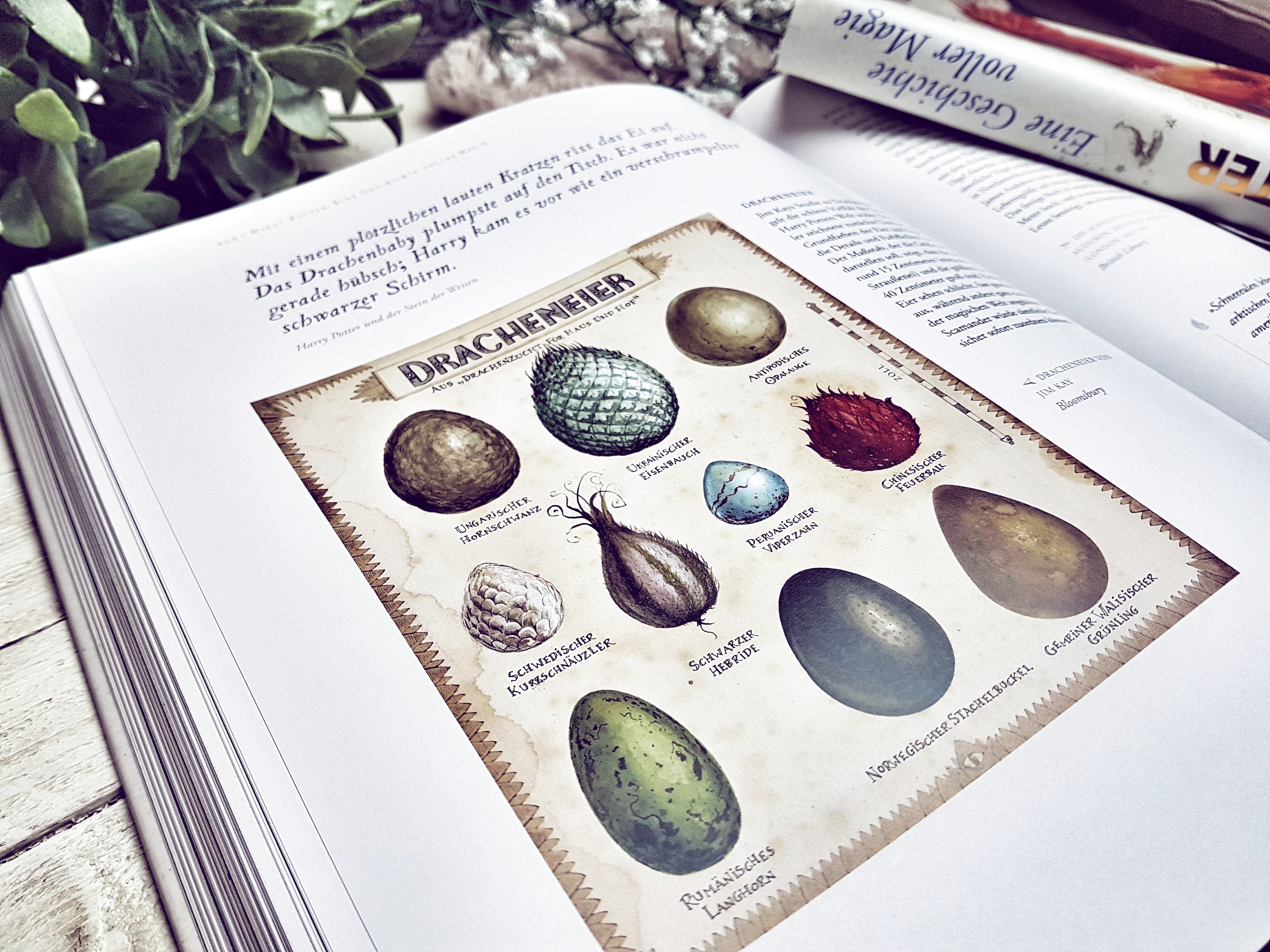 Harry Potter Eine Geschichte voller Magie4